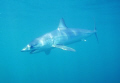   Full body Mako portrait rare blue waters off Long Island. Shot cage aboard Sea Turtle Charters Sealife DC500 point shoot. Island shoot  